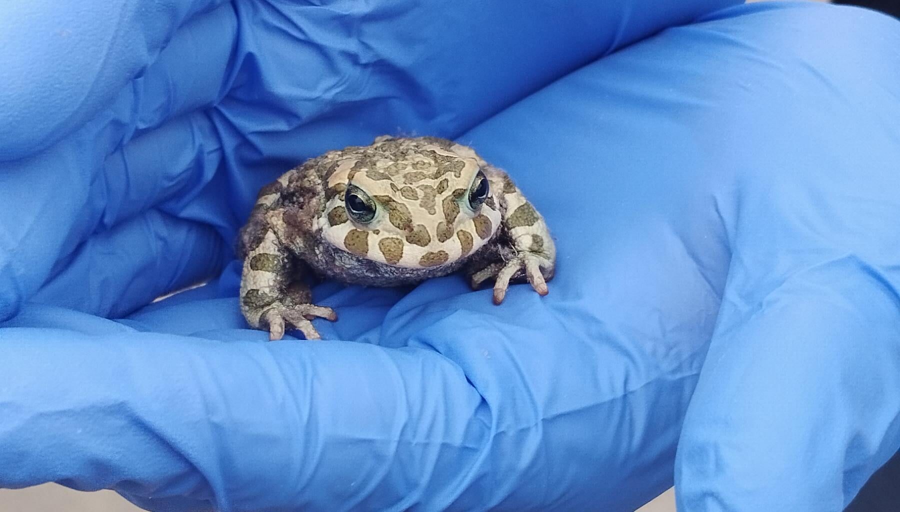 Milde interessant: Kröte im Zimmer gefunden. Stellt sich heraus: Es ist eine Wechselkröte, die zu den seltensten Amphibienarten Deutschlands gehört.