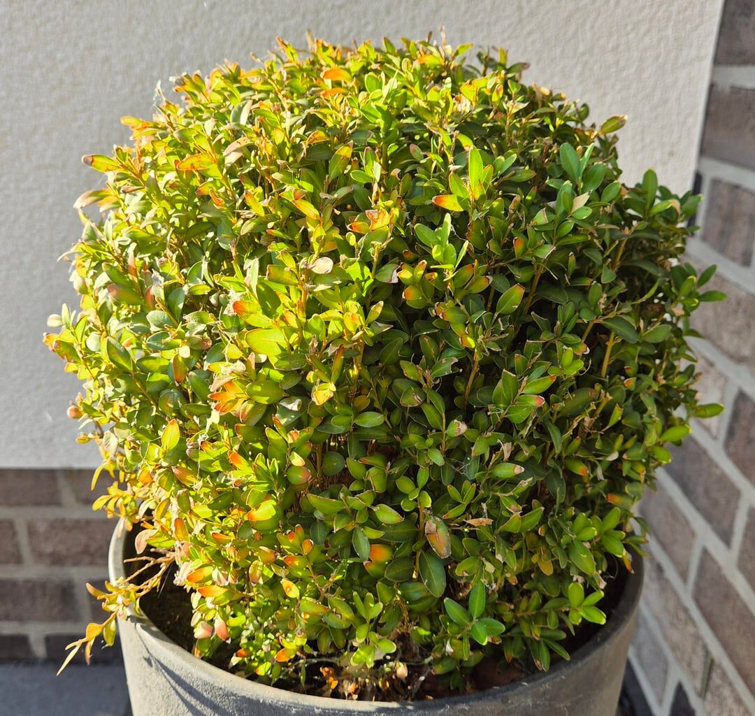 Was hat mein Buchsbaum?