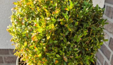 Was hat mein Buchsbaum?