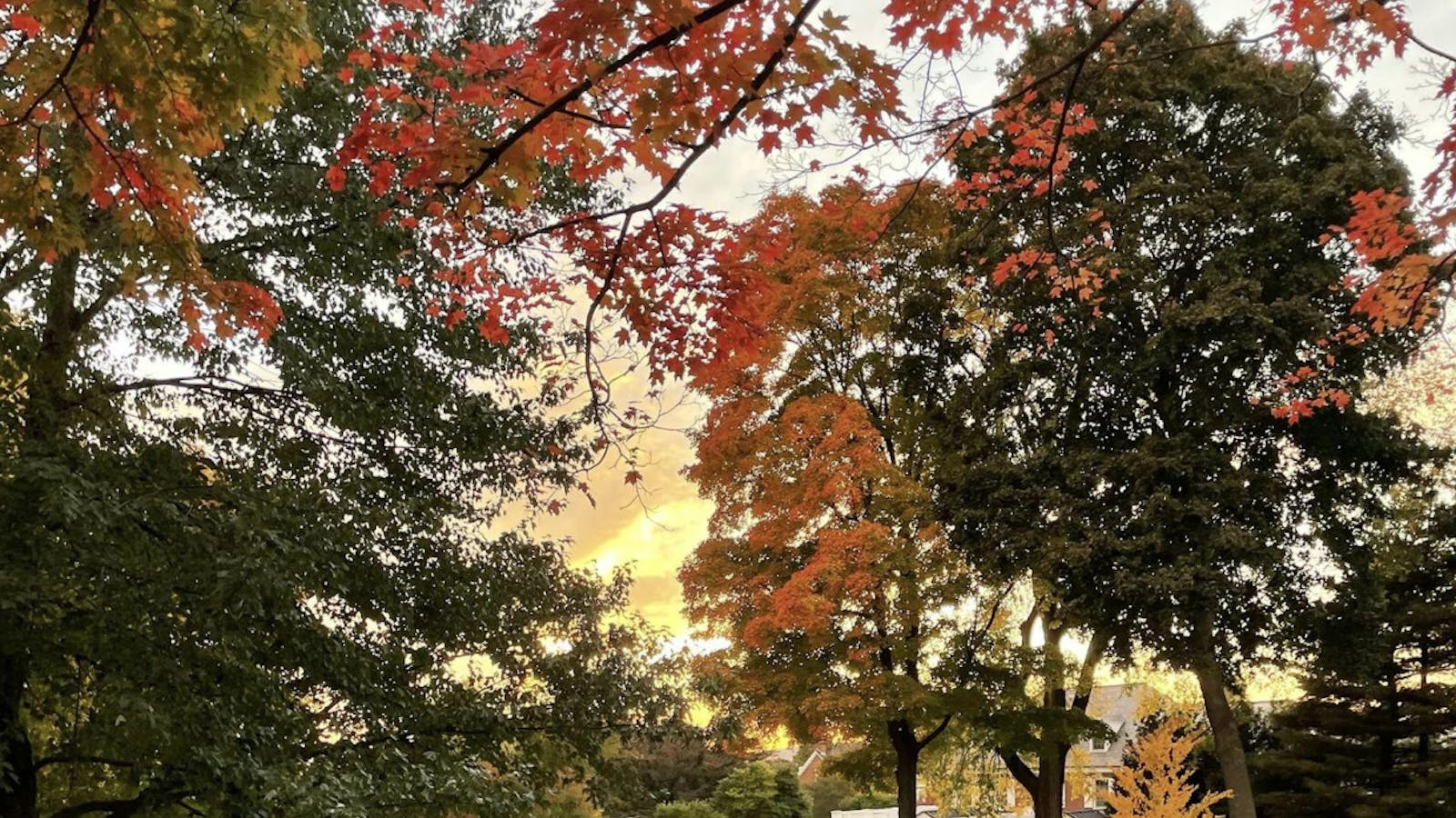 Fall foliage: The science behind leaves of change
