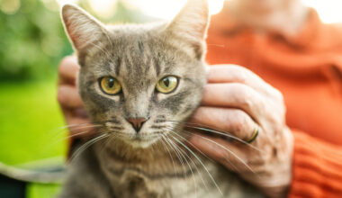 Jó hír a gazdiknak! 35 ezer forintos támogatást kaphatnak szeptember 15-től - Otthon