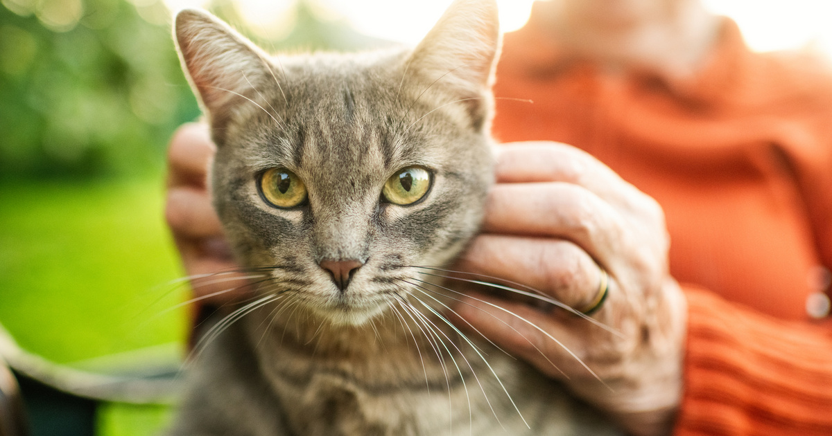 Jó hír a gazdiknak! 35 ezer forintos támogatást kaphatnak szeptember 15-től - Otthon