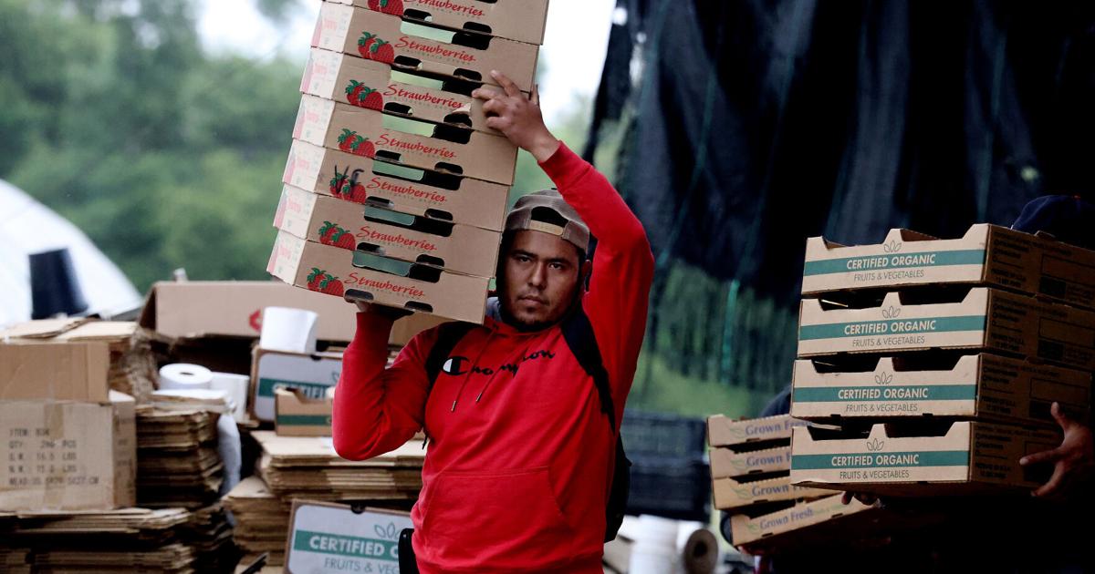 Trump’s immigration crackdown spurs farmer reform, farmworker fear