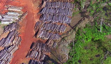 Suriname pledges to shield 90% of forests, far beyond global conservation goal