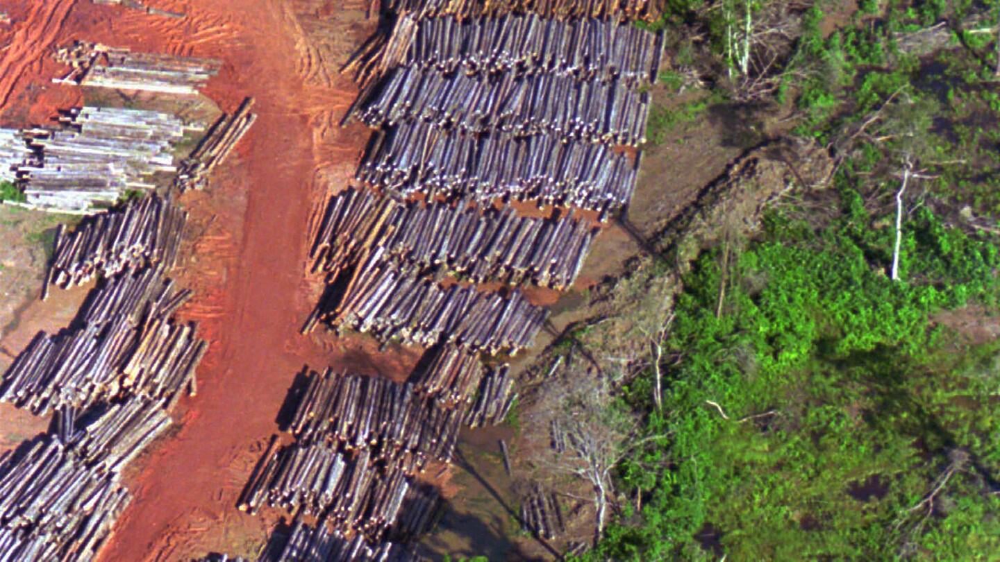 Suriname pledges to shield 90% of forests, far beyond global conservation goal