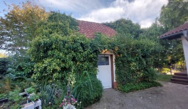 Efeu vom Schuppen entfernen