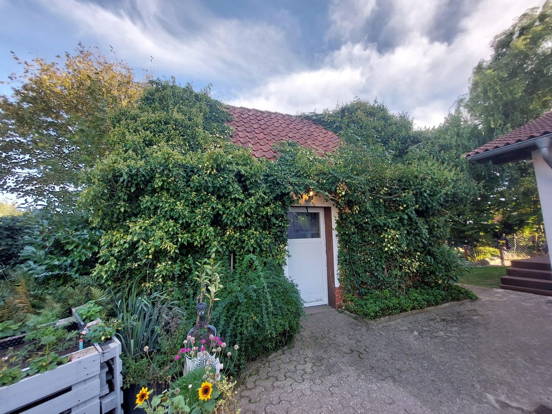 Efeu vom Schuppen entfernen