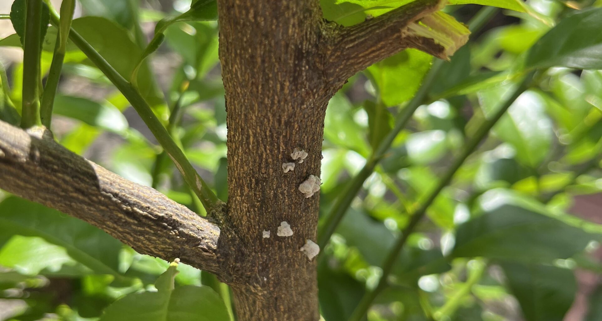 Sind das wirklich Wollläuse?