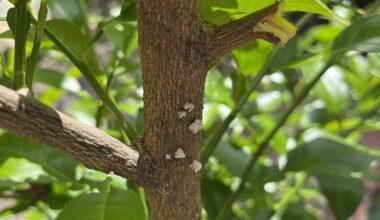Sind das wirklich Wollläuse?