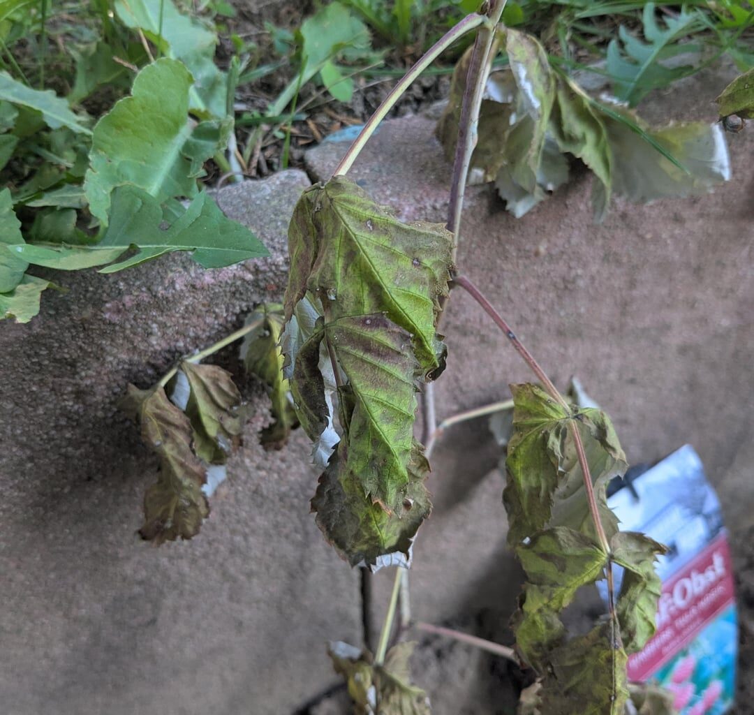 Himbeeren nach Umpflanzen am eingehen