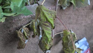 Himbeeren nach Umpflanzen am eingehen