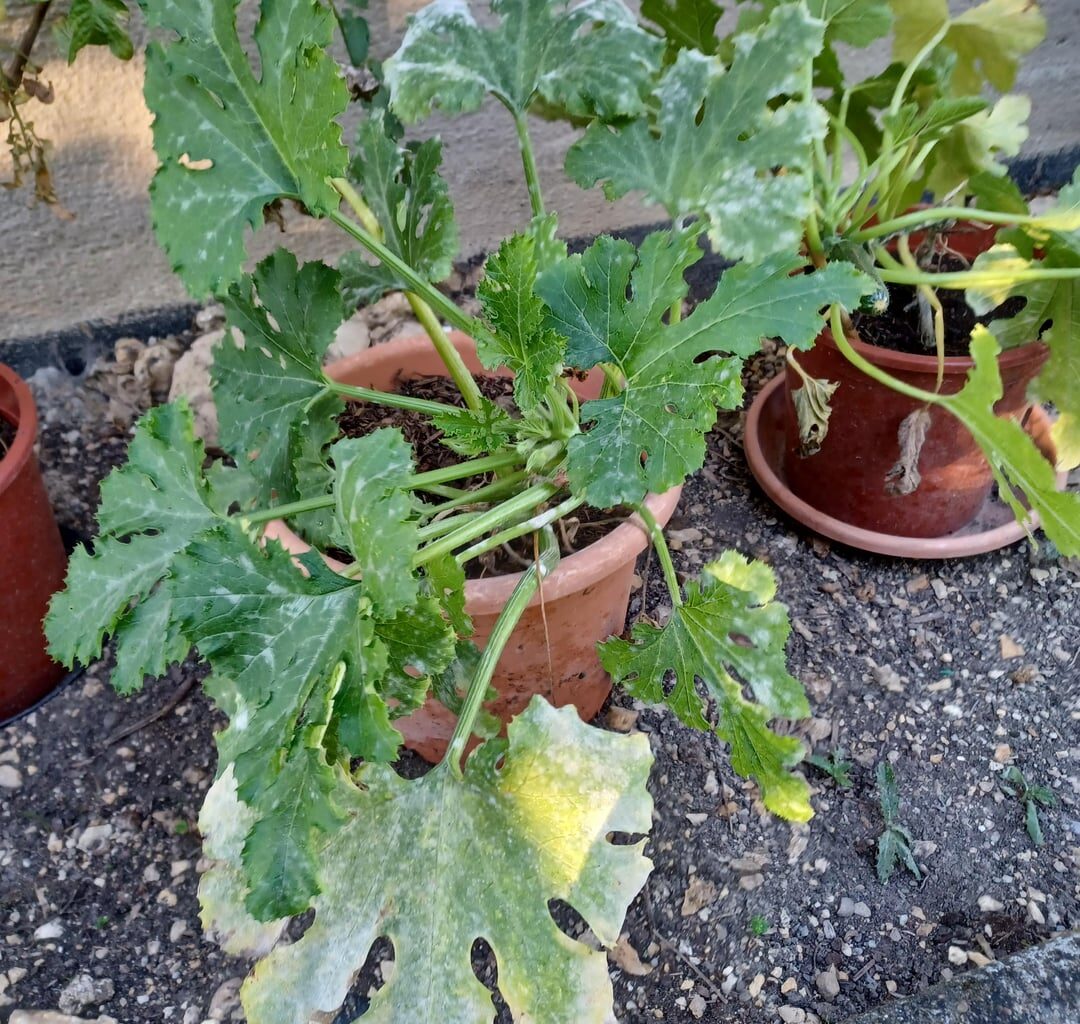 Was haben meine Zucchini?