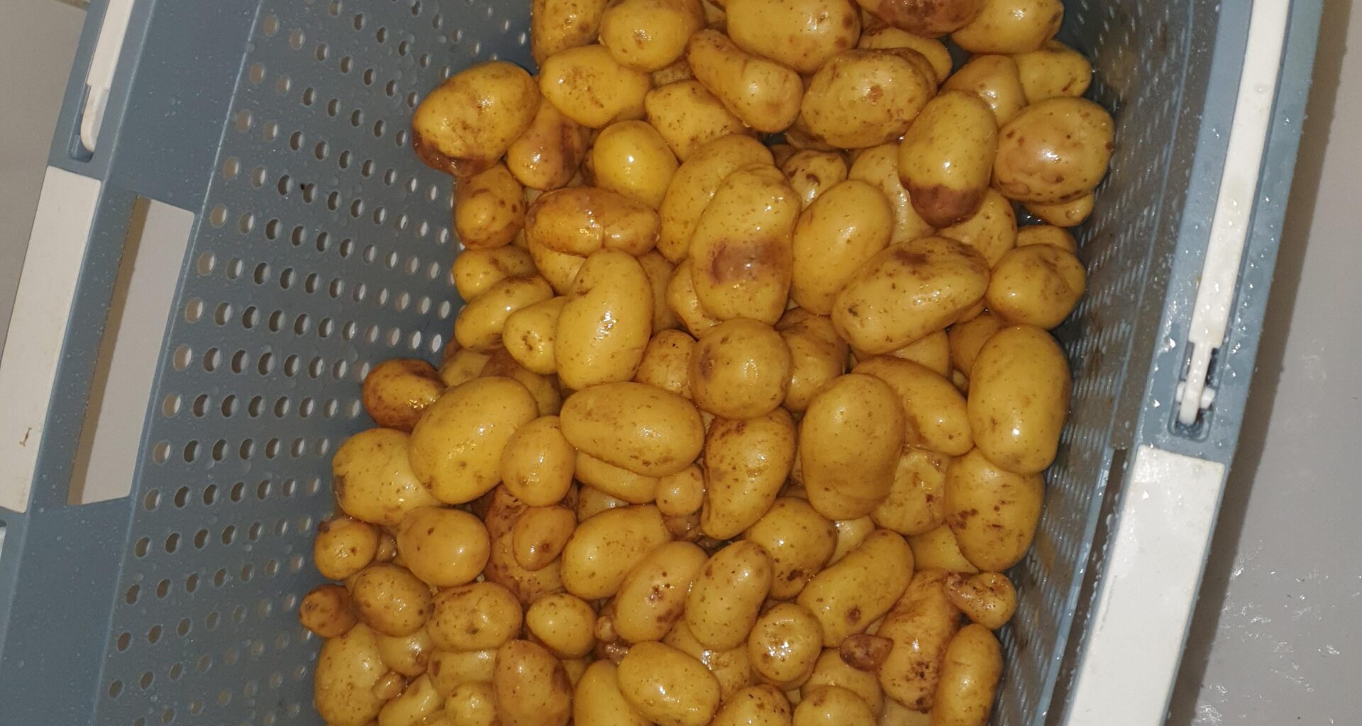 Warum gammeln meine frisch geernteten Kartoffeln?