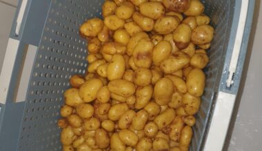 Warum gammeln meine frisch geernteten Kartoffeln?