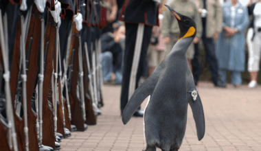 Norwegian Major General Sir Nils Olav III, Baron of Bouvet Island is Ready for any and all American Fuckery!