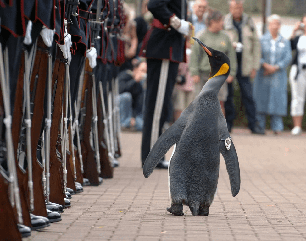 Norwegian Major General Sir Nils Olav III, Baron of Bouvet Island is Ready for any and all American Fuckery!