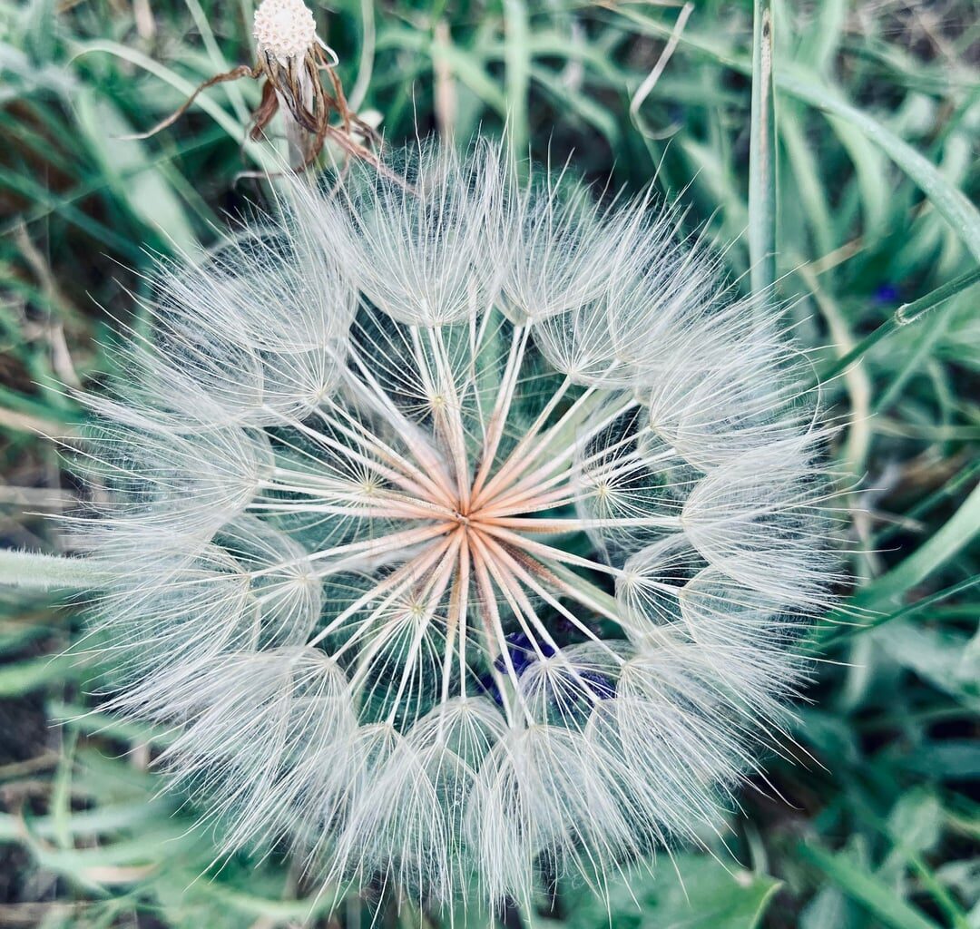 Noch nie so eine große Pusteblume gesehen
