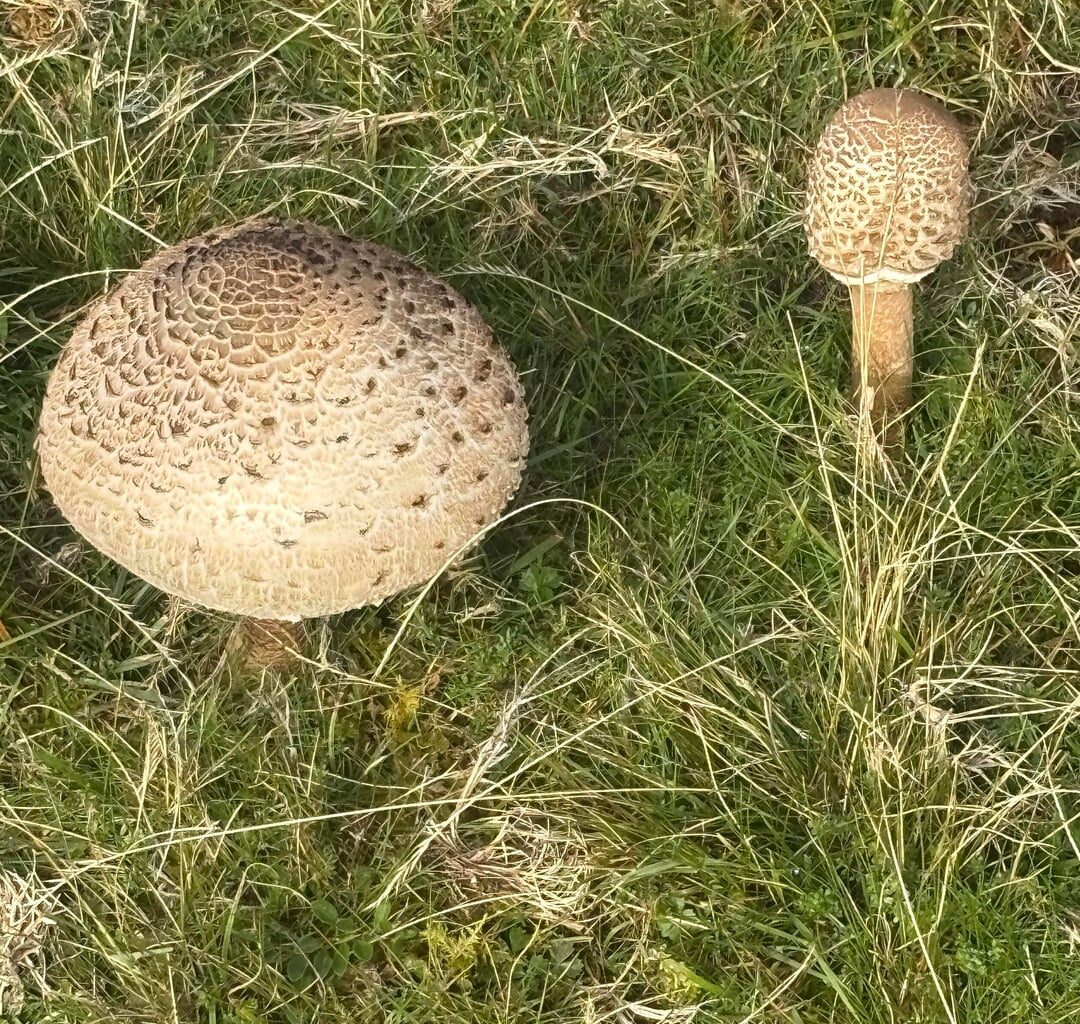 Mushrooms what are they