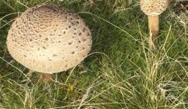 Mushrooms what are they