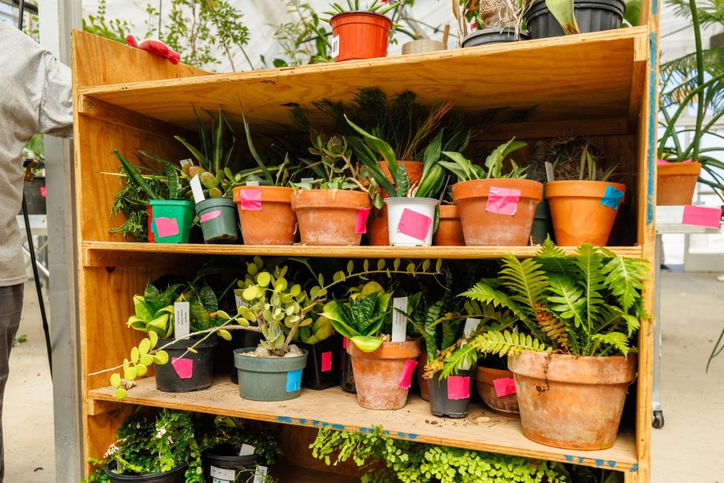 Shelves with several small potted plants, each marked with a piece of colored tape