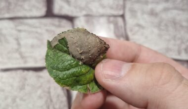 Was macht sich da Bei mir breit ?