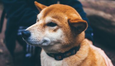 CleanCore (ZONE) Raising $175M for DOGE Treasury