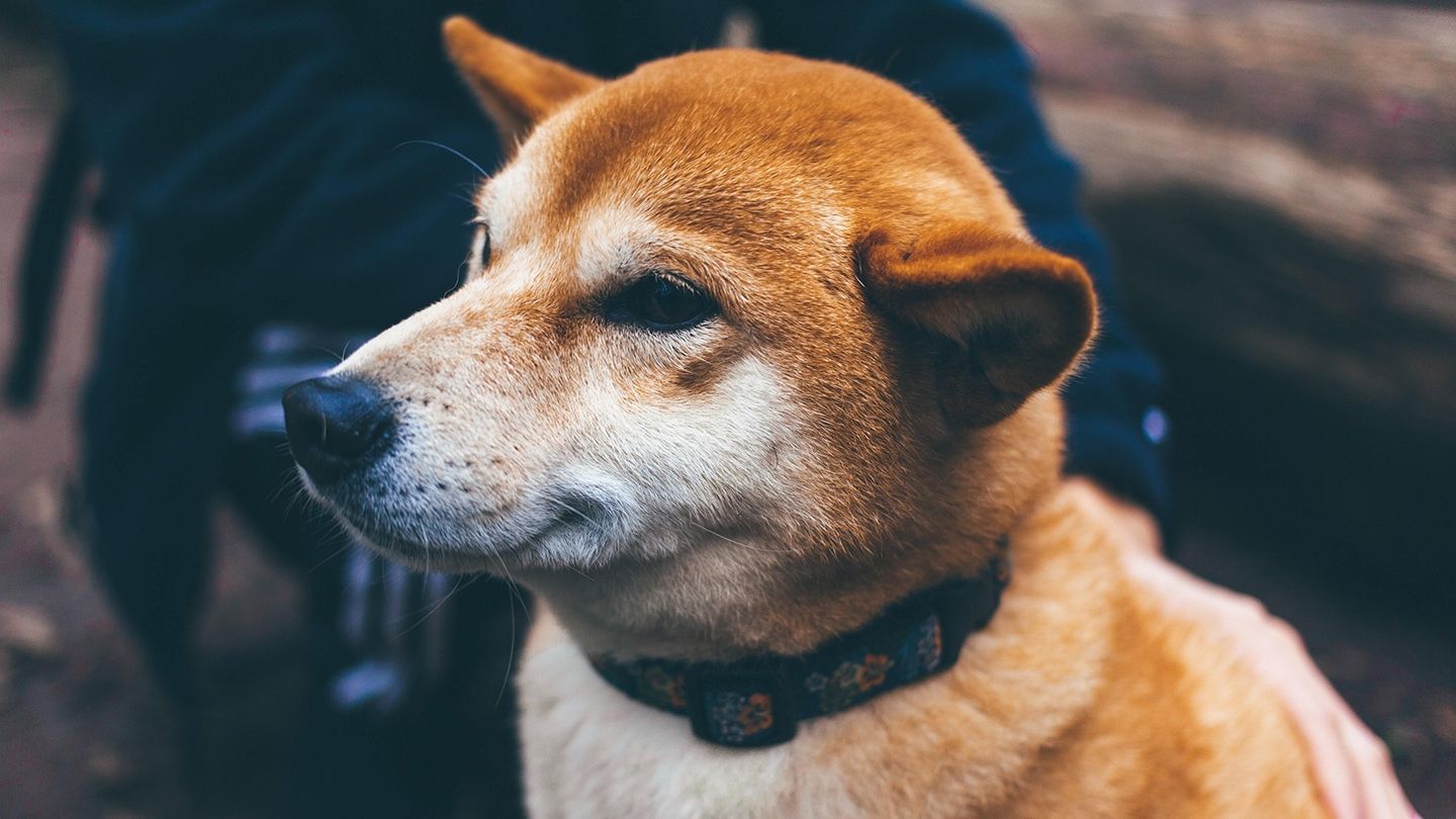 CleanCore (ZONE) Raising $175M for DOGE Treasury