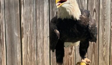Kentucky teacher turns invasive carp into food for injured birds of prey