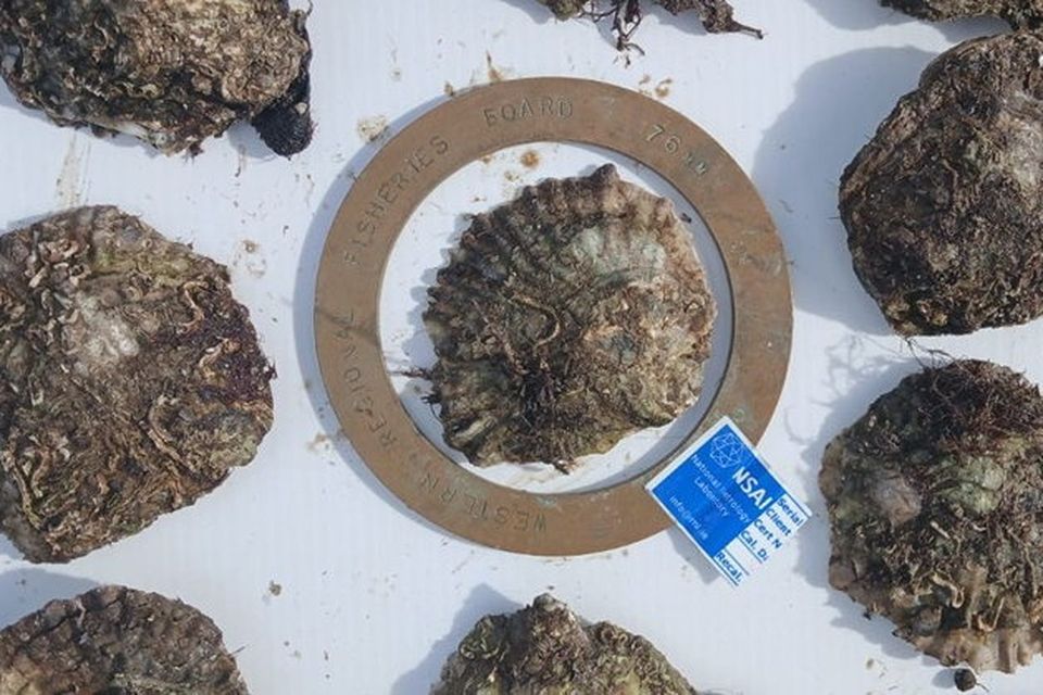 Example of an undersized oyster within a standard measuring ring.
