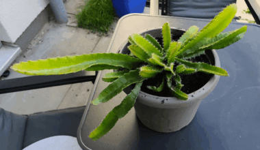 Drei Jahre alte Drachenfrucht