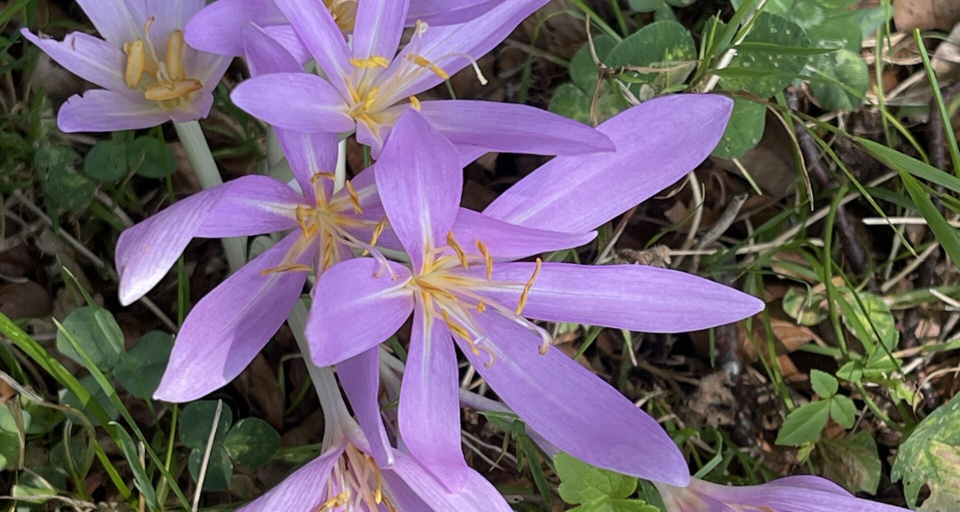 Herbstzeitlose sind einfach schön und erinnern an Lichtblumen
