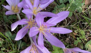 Herbstzeitlose sind einfach schön und erinnern an Lichtblumen