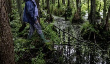 MESA: Make Europe Swamp Again