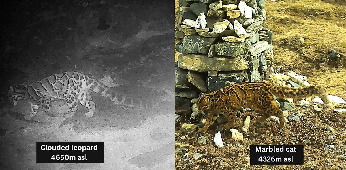 Nebelparder und Marmorkatze: Auch sie wurden in grosser höhe dokumentiert.