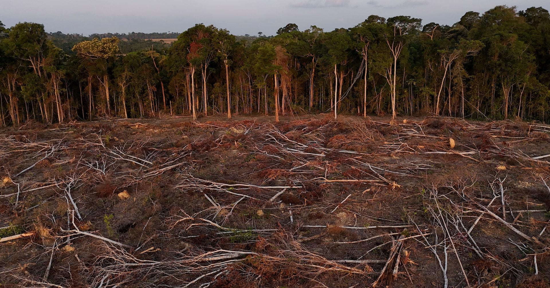 EU to delay anti-deforestation law by another year