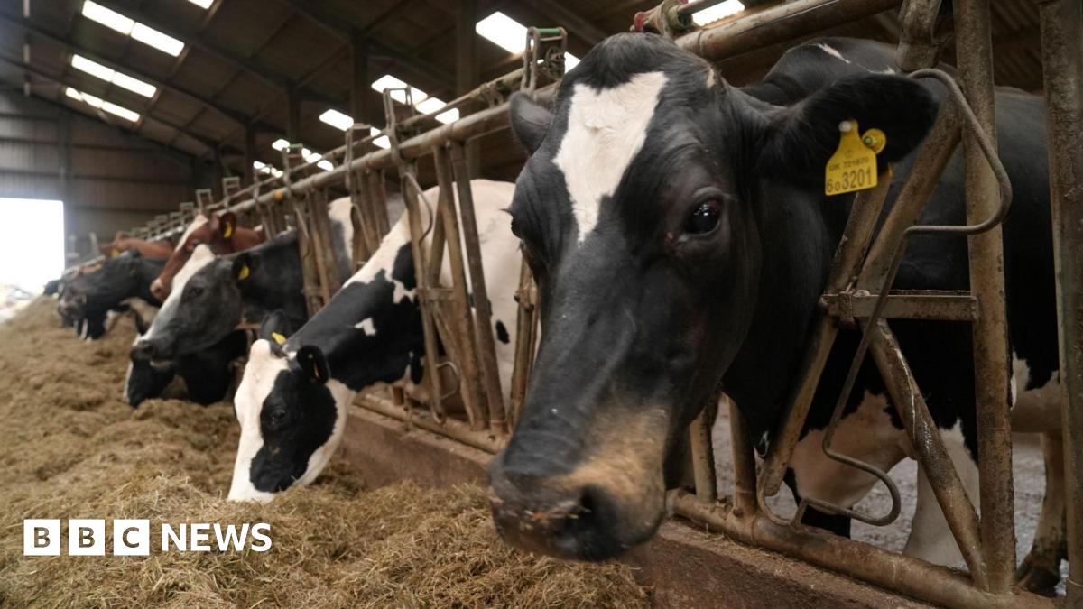 First cases of deadly livestock virus identified in Wales