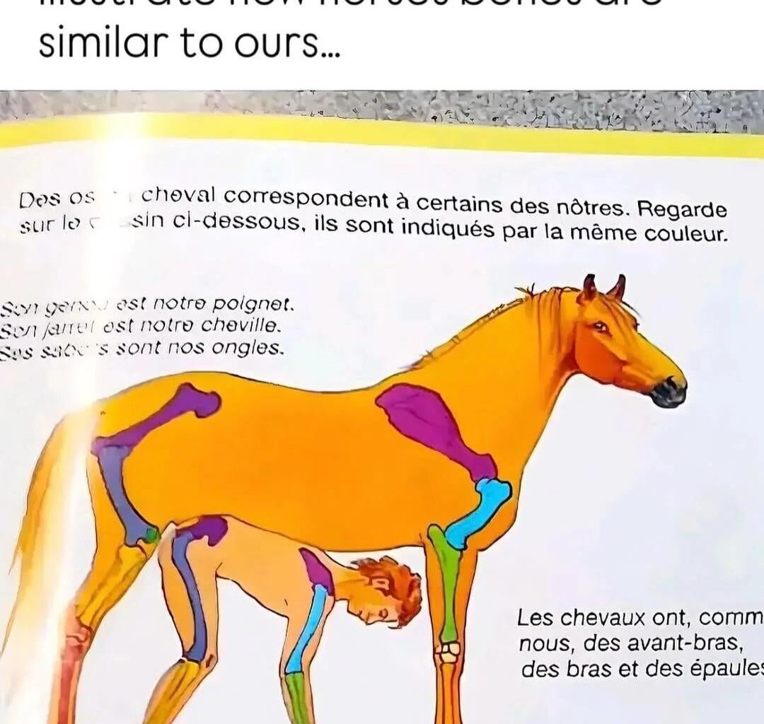 French anatomy books be like