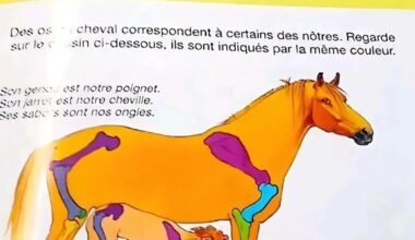 French anatomy books be like