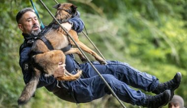 RTL Today - Canine training: Luxembourg police dogs invited to international training day