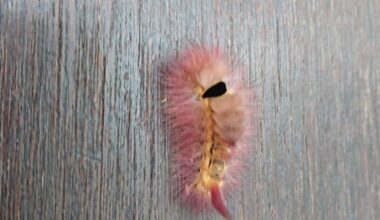 Wer ist dieser hübscher den?