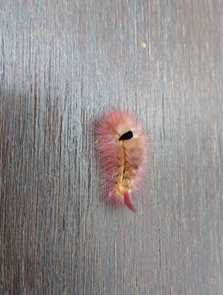 Wer ist dieser hübscher den?