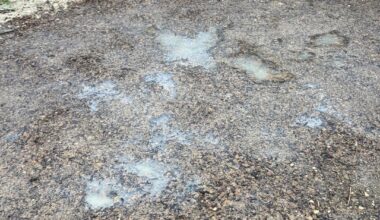 Staunässe in neuem Rasen