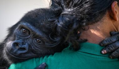 Baby Gorilla Rescued In Turkey To Return To Nigeria • Channels Television
