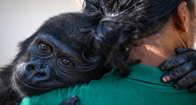Baby Gorilla Rescued In Turkey To Return To Nigeria • Channels Television