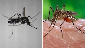 Mosquito del Japón / Mosquito