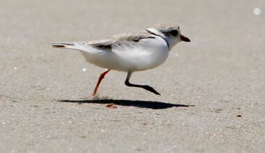 Delaware piping plover chicks at risk