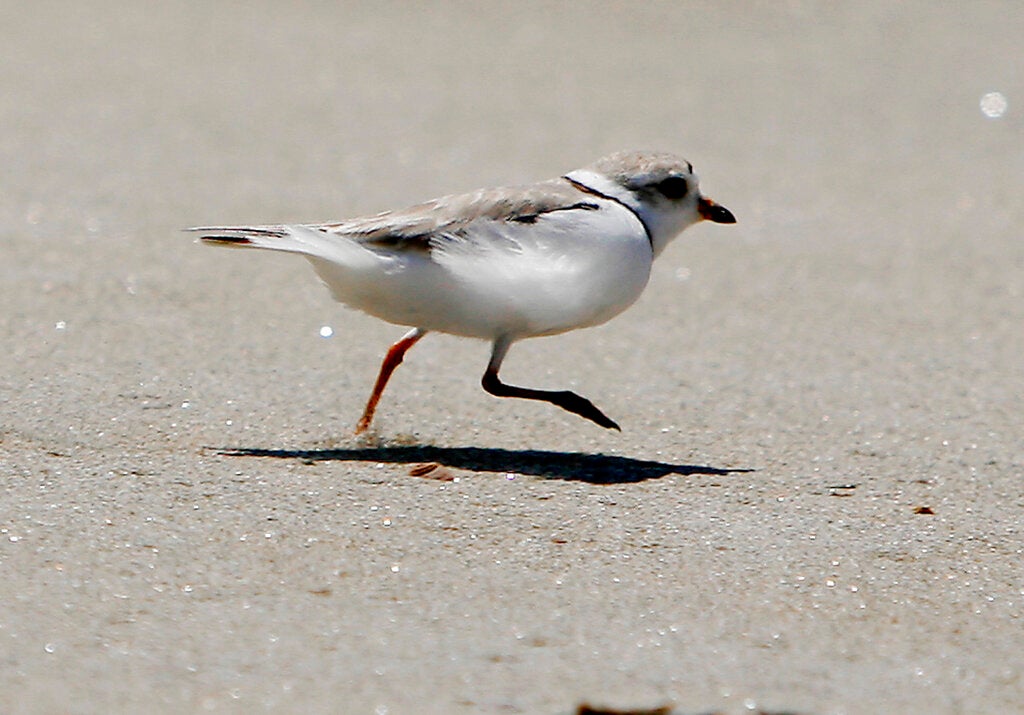 Delaware piping plover chicks at risk