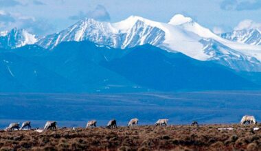 The animal population that could decline 80 per cent by 2100