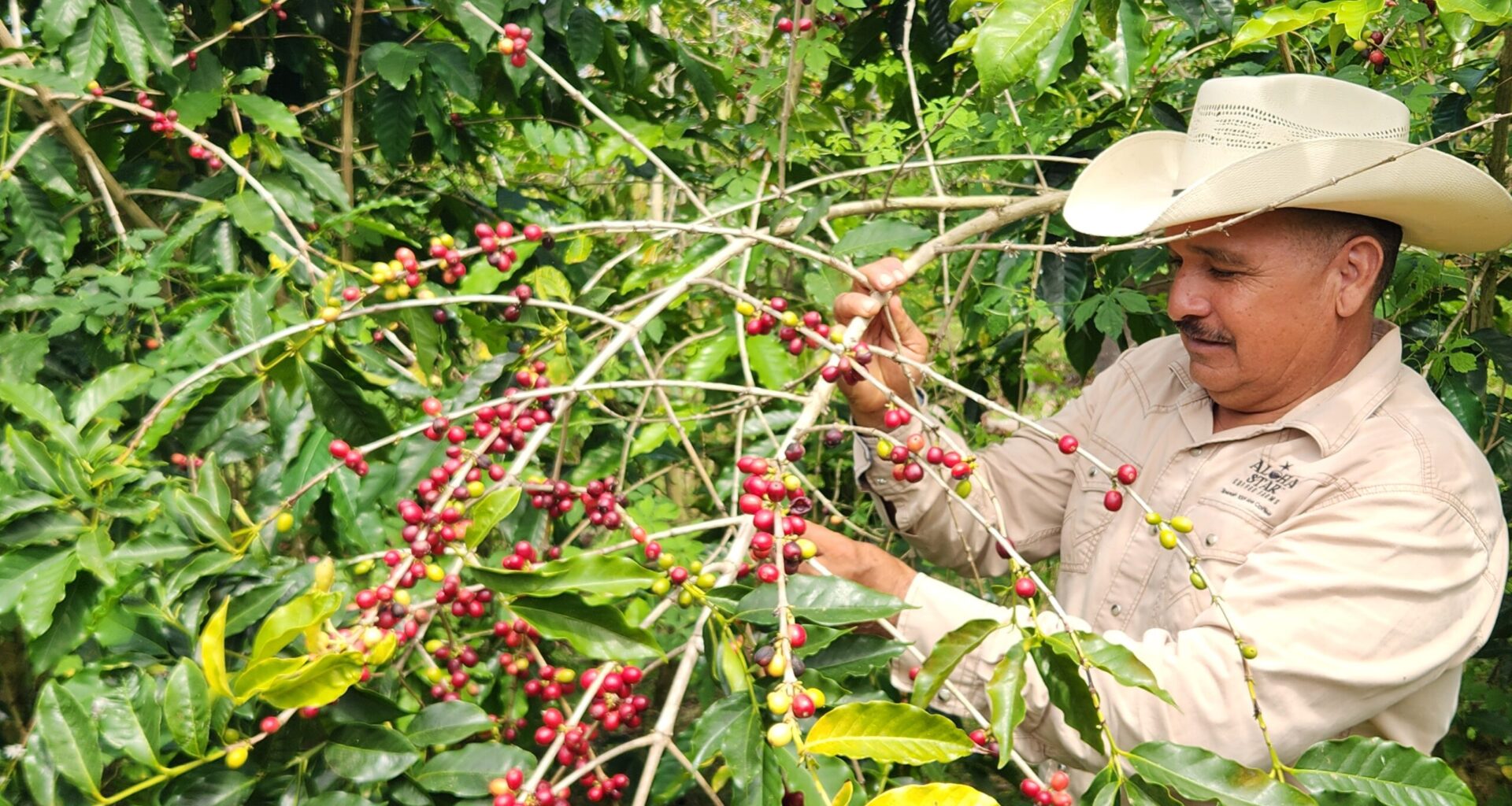 Immigration Raids Throw Long Shadow Over Big Island Coffee Harvest