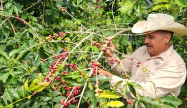Immigration Raids Throw Long Shadow Over Big Island Coffee Harvest